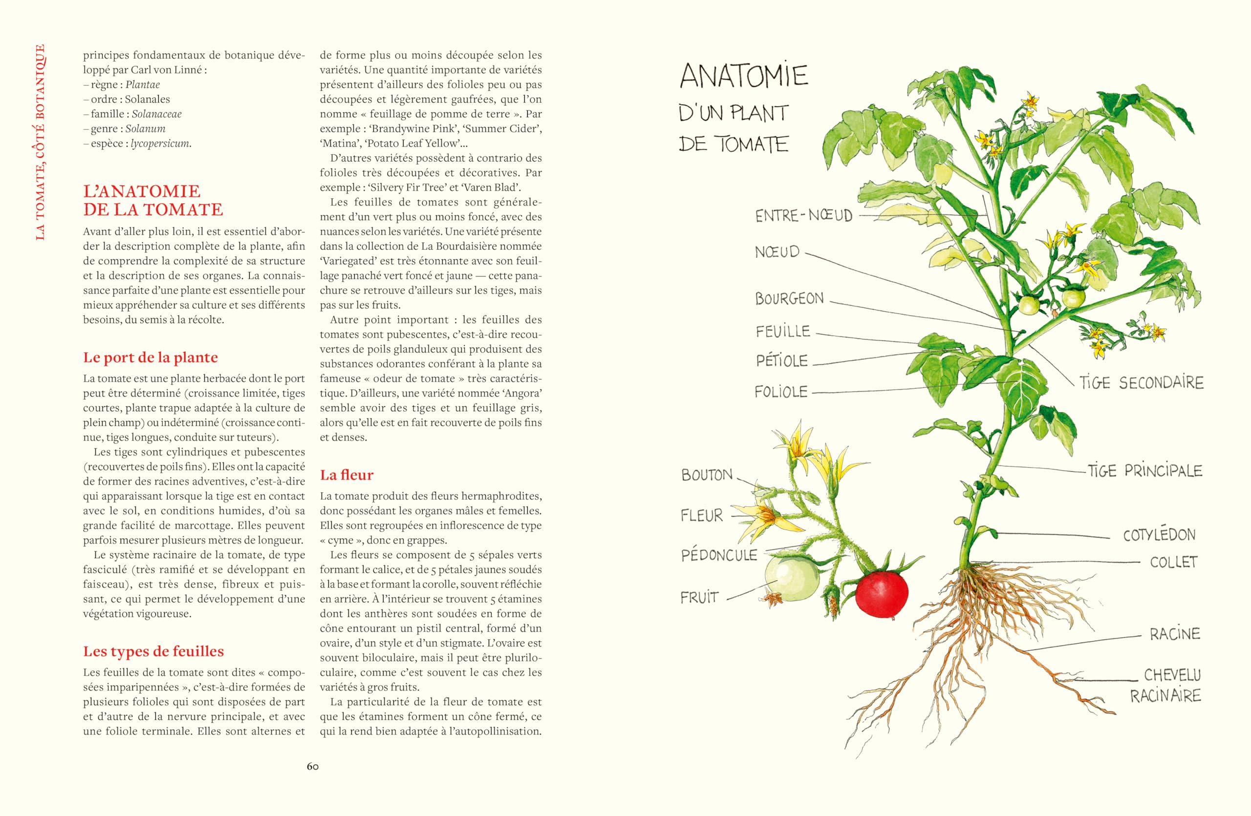 Le Conservatoire de la Tomate - Savoir-faire de La Bourdaisière · 50 variétés à cultiver