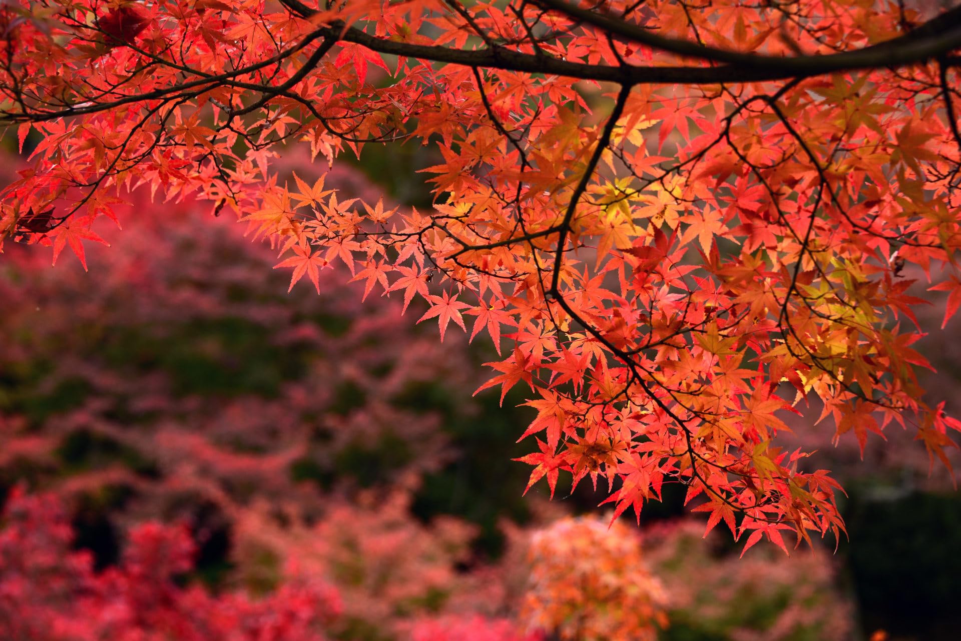 Acero rosso giapponese "Acero palmatum Momiji" pianta in vaso 2 litri h 150/200 cm Vivaio di Castelletto