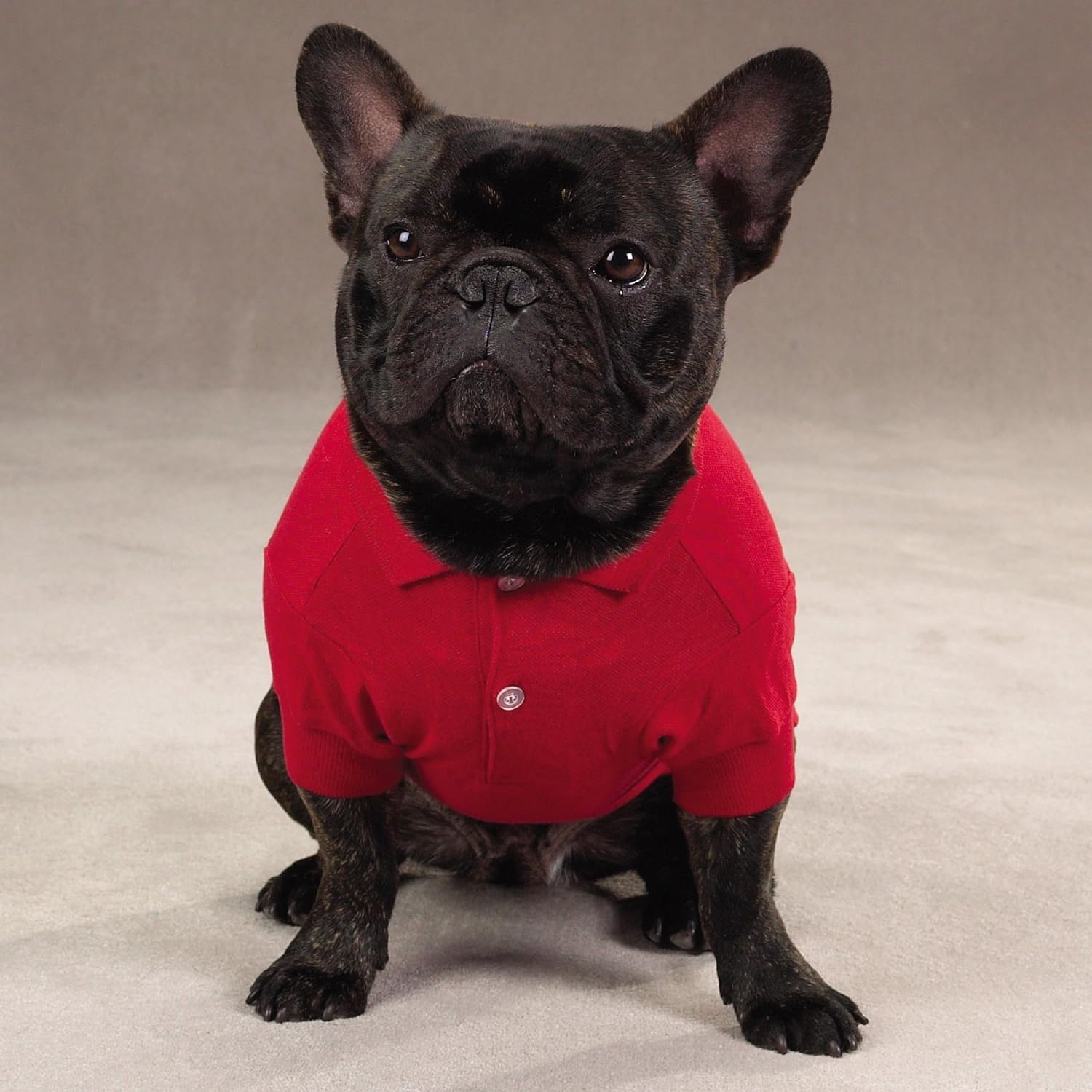 Zack & Zoey Cotton Polo Shirt for Dogs, 24" X-Large, Tomato Red : Pet Shirts : Pet Supplies