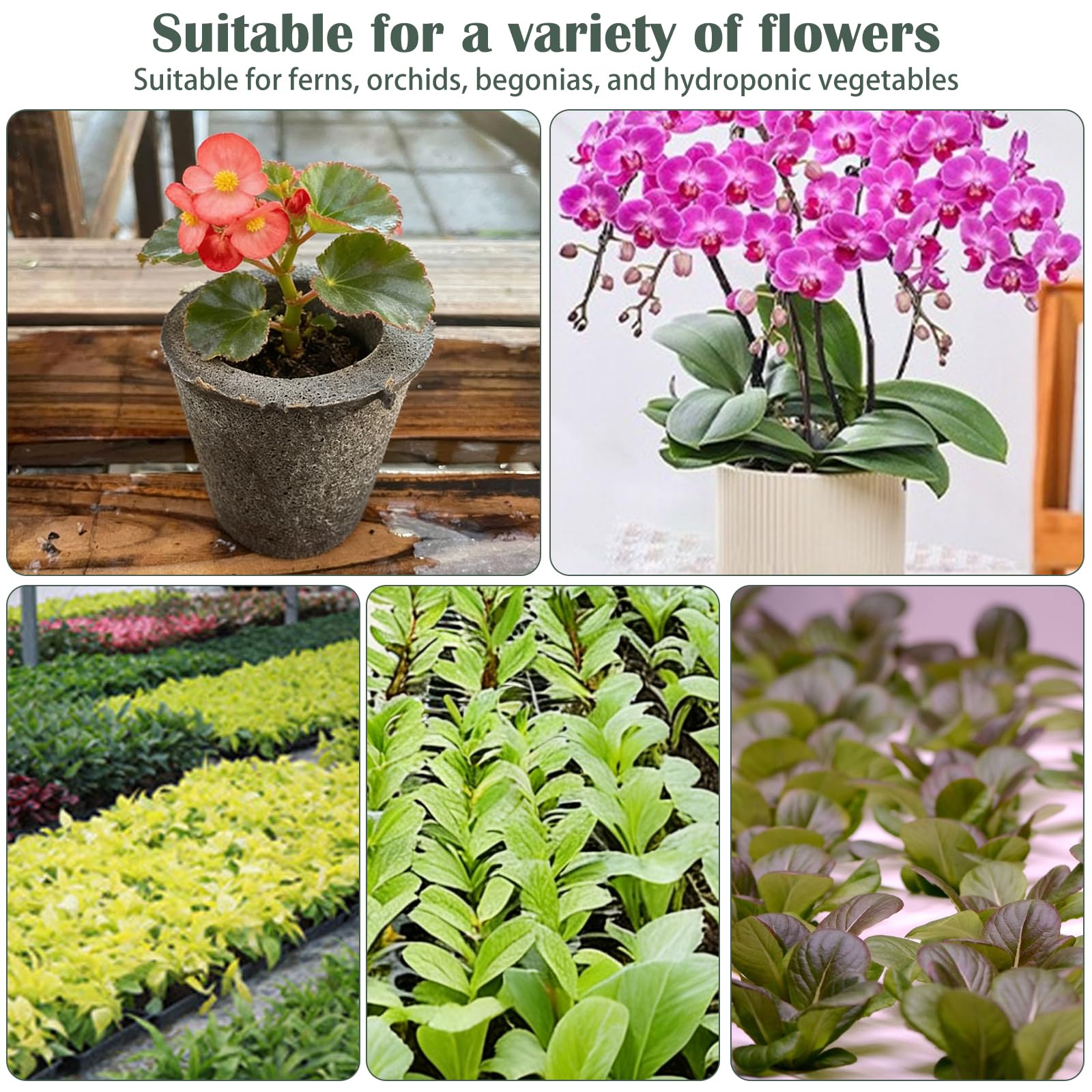 Premium Substrat pour Orchidées | Mélange Aéré et Drainant pour des Racines Saines | Idéal pour Le Rempotage des Phalaenopsis et Dendrobium (⌀9,20PCS)