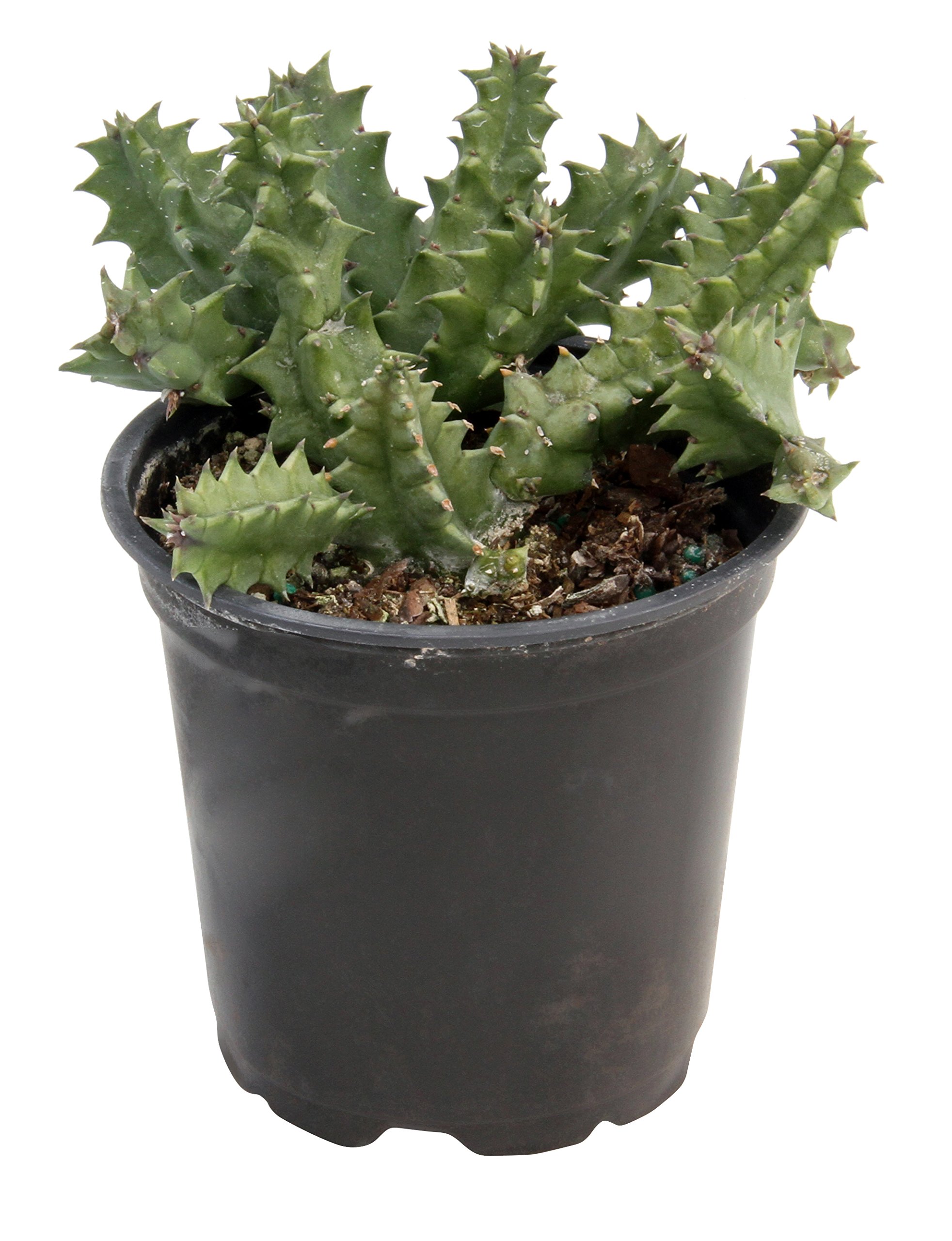 Huernia zebrina Life Saver Plant