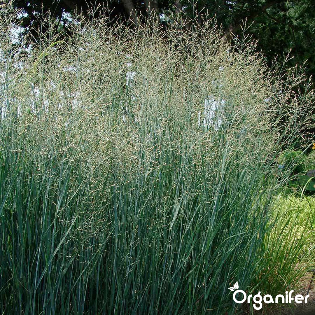 Fertilizante Líquido Para Panicum 10L – Abono Orgánico Para Hojas Saludables Y Crecimiento Fuerte – Refuerza Raíces Y Vitalidad – Organifer