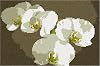 Pepita Needlepoint kit: White Orchids, 10 x 7"