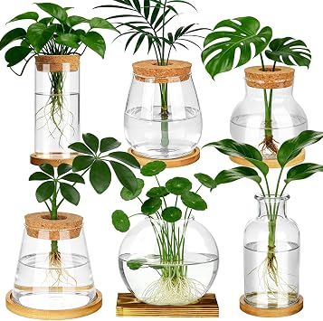 6 Pcs Plants Propagation Stations Glass Planter Terrariums with Wooden Lid and Bamboo Stand Desktop Propagation Vases Jars for Plant Growing Hydroponic Home Office Tabletop Garden Decoration