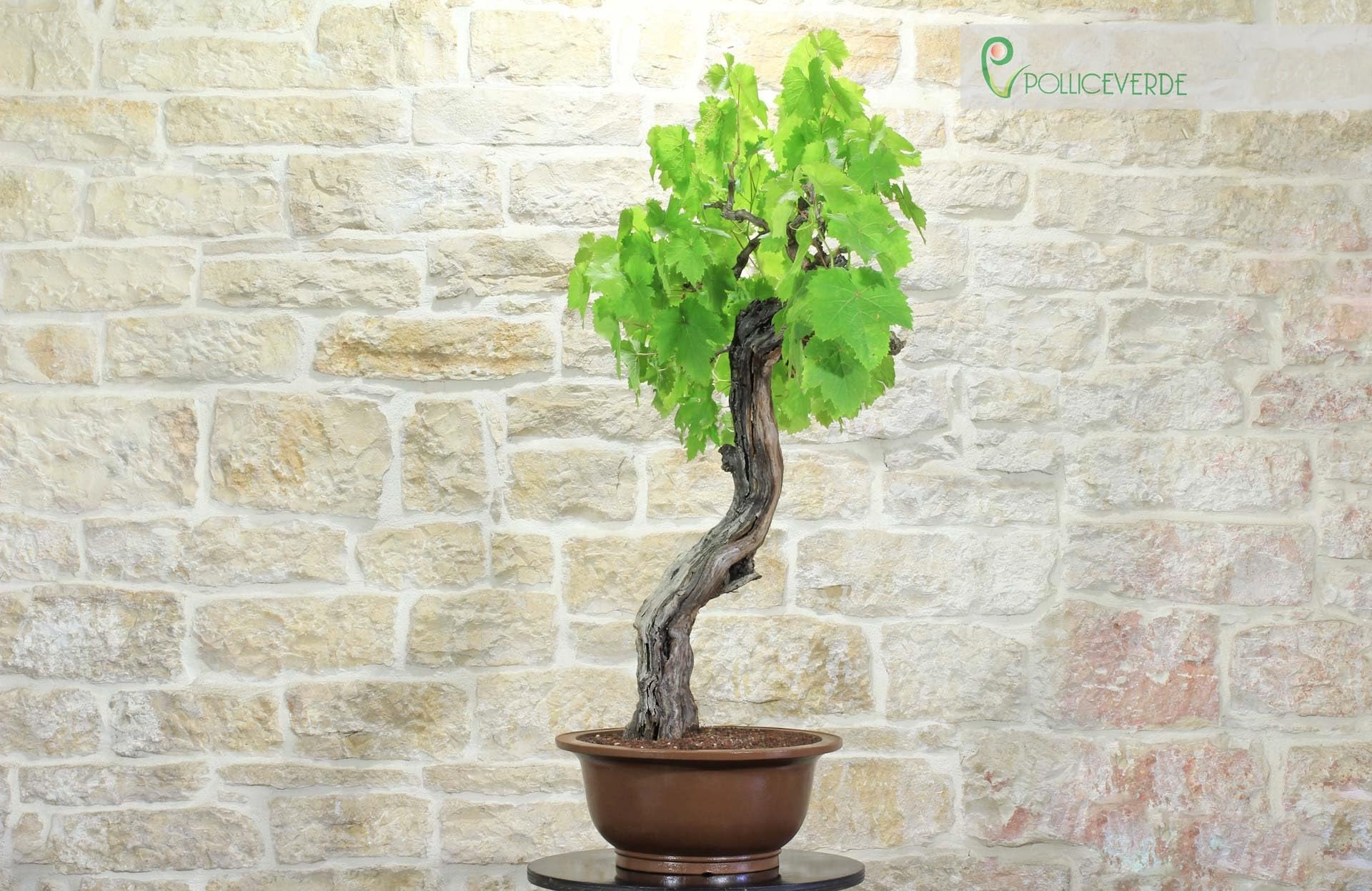 Bonsai di Vite (60)