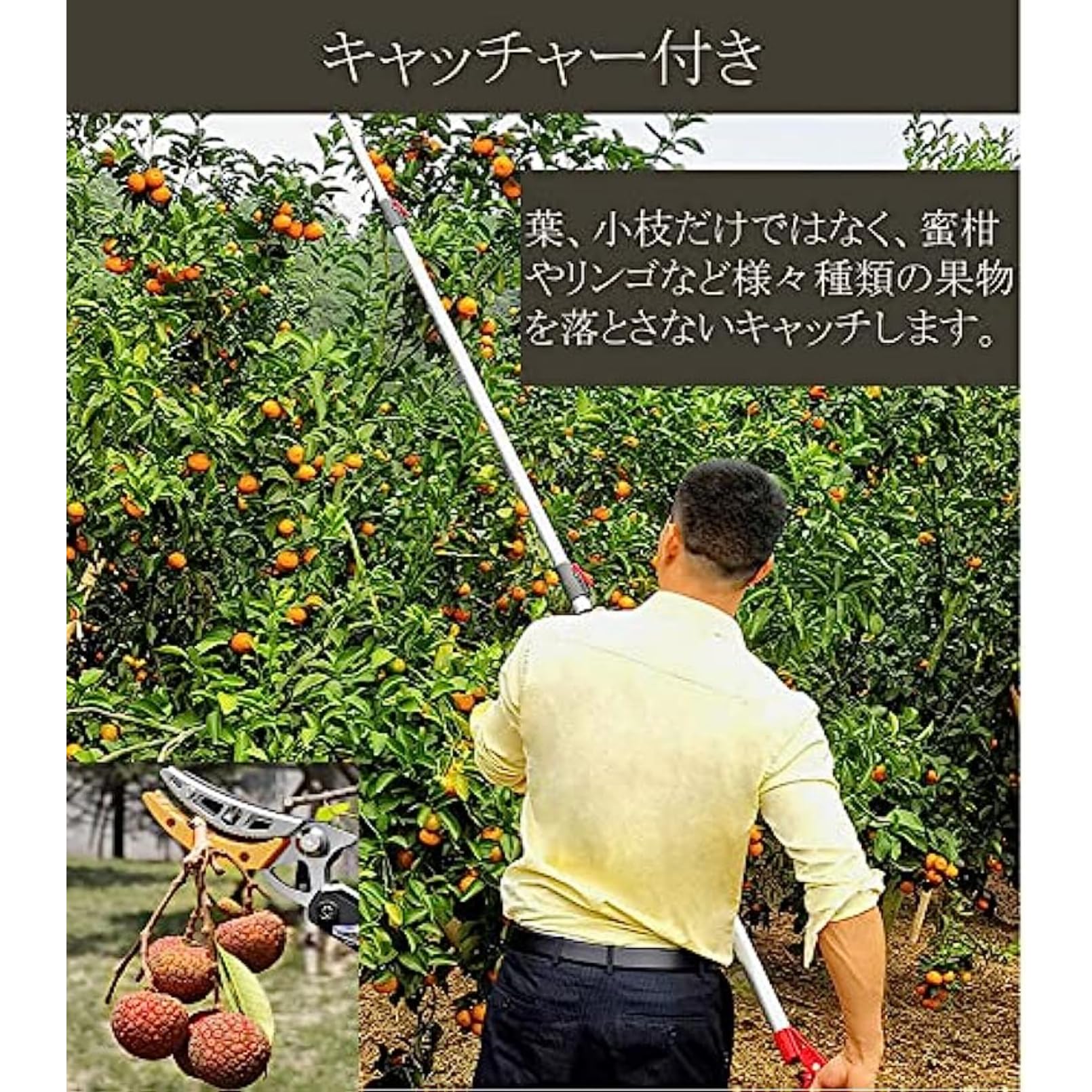 Amazon | 高枝切りバサミ たかえだきりはさみ 伸縮式高枝鋏 フルーツ