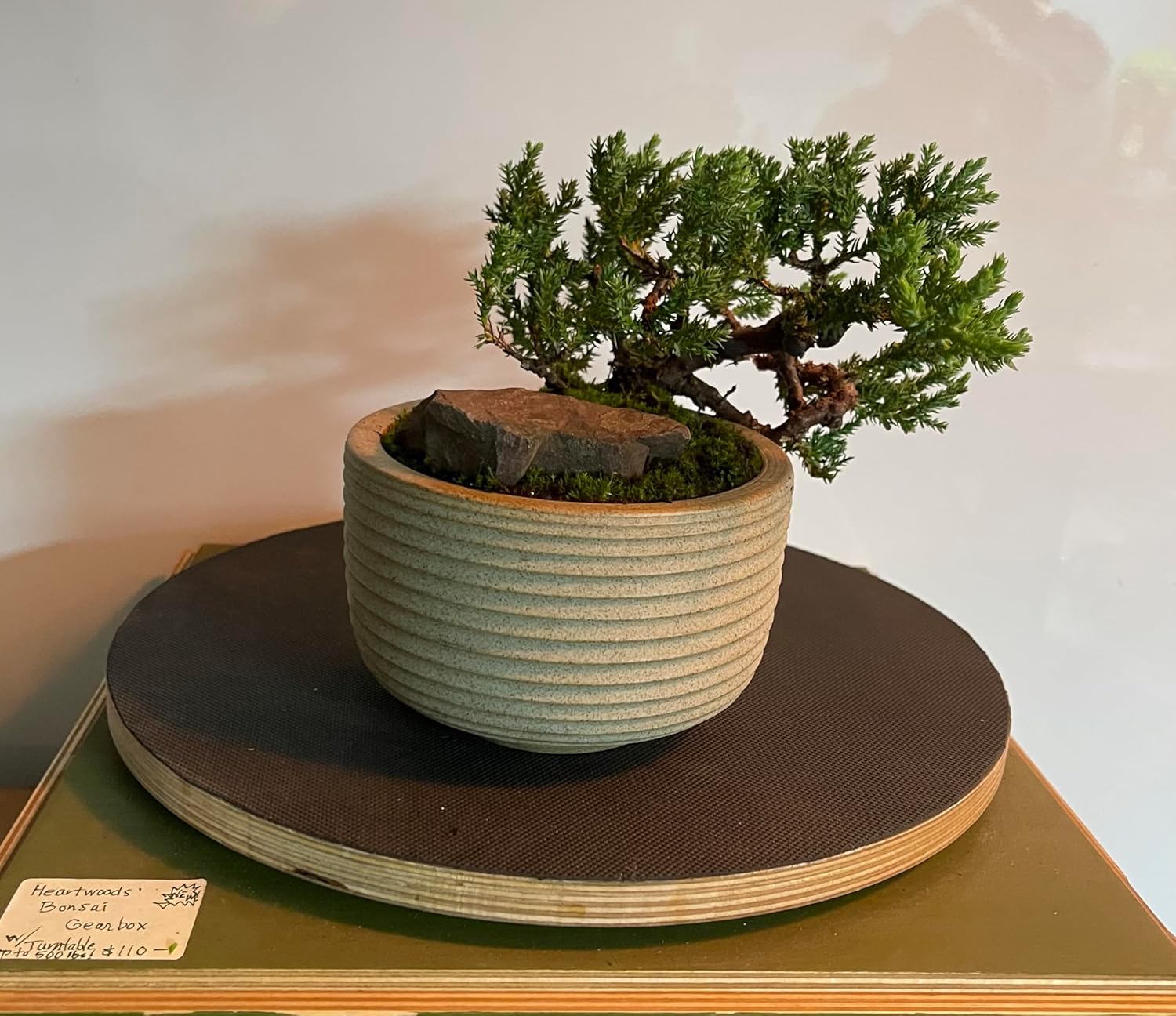 Live Healthy Juniper Bonsai Tree in Ceramic Pot with Care Instructions and Live Support