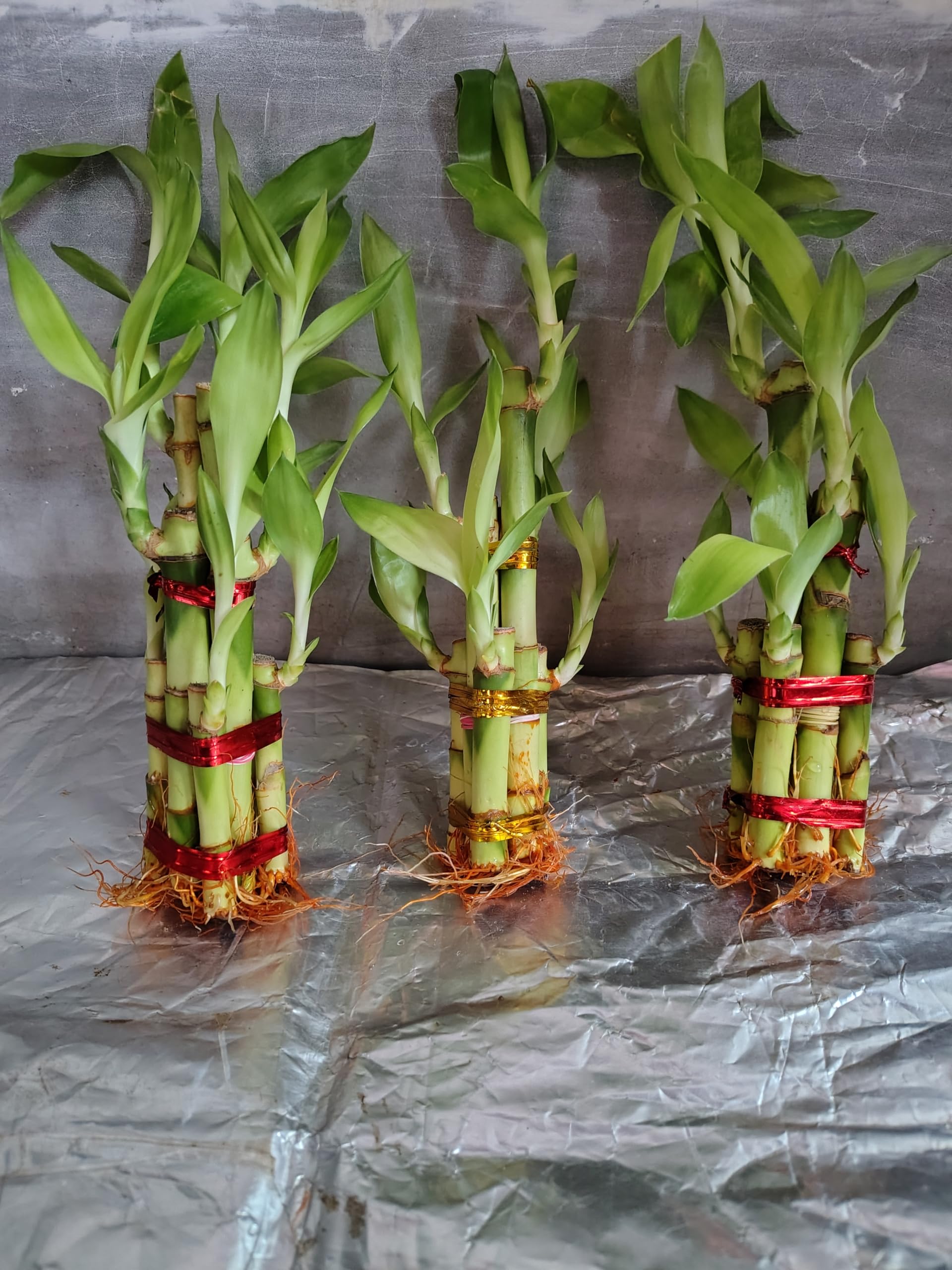 Lucky Bamboo Plant | 7 Lucky Bamboo Sticks & Multi color Stones_ Best feng  shui plant for Home, Office, Bedroom decoration : Amazon.in: Garden & ...