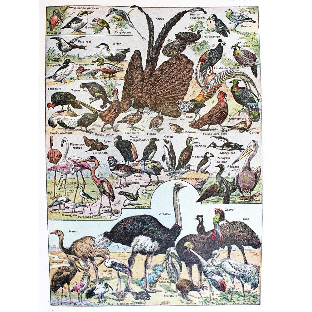 Wee Blue Coo Scientific Birds Identification Ostrich Penguin Flamingo Art Print Poster Wall Decor 12X16 Inch