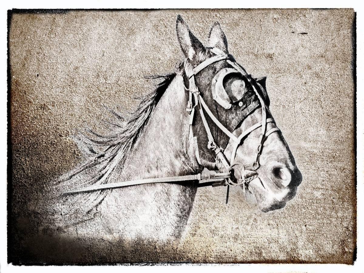 CALVENDO Puzzle Le Trotteur 1000 Pieces 64 x 48 cm from Alain Gaymard