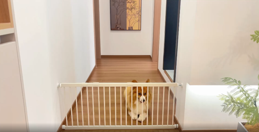 Dog Gate Freestanding Short 13