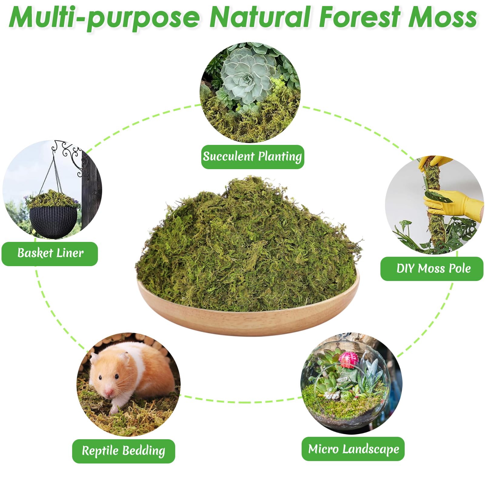 Muschio di Sfagno per Orchidea Phalaenopsis Decorazioni Terrario per Rettili, 150g Naturale Verde Sfagno Secco Giardino Idratante Nutrizione Fertilizzante Organico Dried Forest Moss Sphagnum Moss (1)