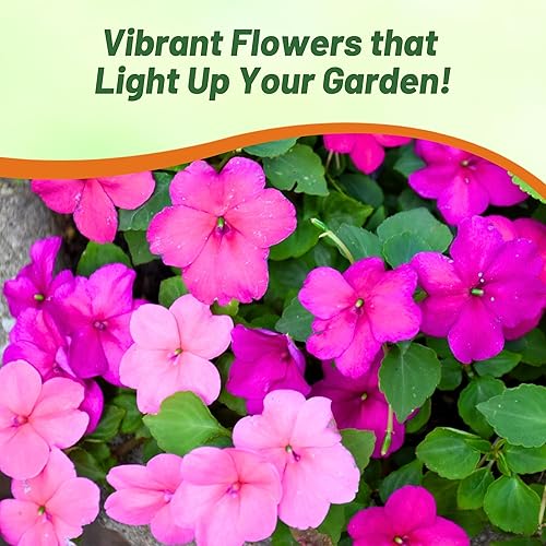 Miniatura 5 de Outsidepride 200 semillas Impatiens Xtreme Sapphire Shade Garden Flower Seed Mix para plantar