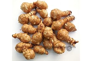 4+ Lbs Jerusalem Artichoke Tubers Sunchokes - The Culinary Delight
