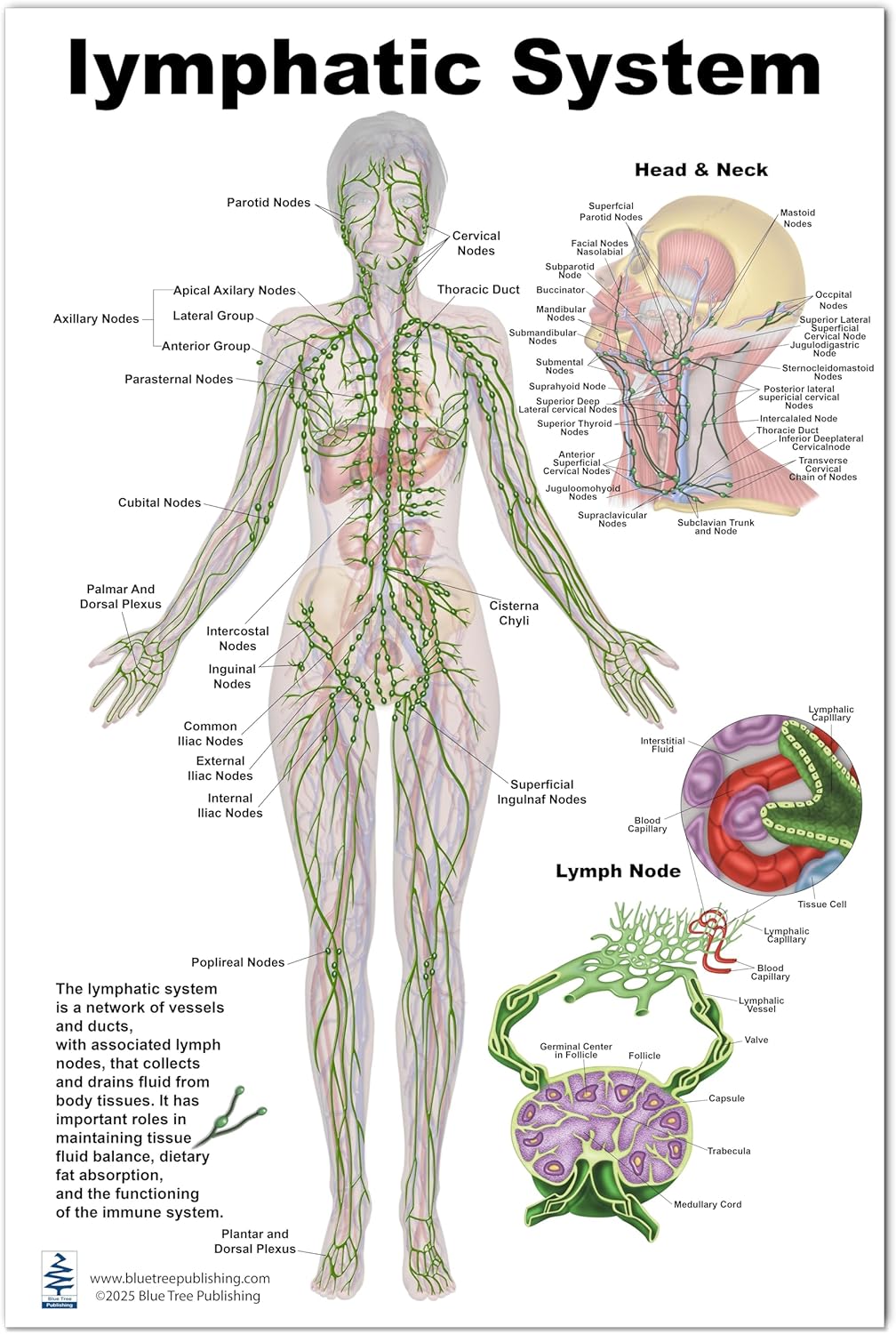 Blue Tree Publishing Lymphatic System Anatomical Chart – Human Body Lymph Nodes, Vessels & Organs Poster – Medical, Nursing, Biology Study Guide – for Doctors, Students, Classrooms (24 * 36inch)