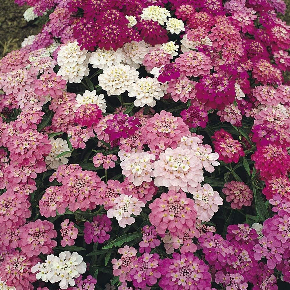 FLARE SEEDS Candytuft Dwarf Mix Flower Seeds Pack of 247 Seeds (B09BLLBMKG) Amazon Price History, Amazon Price Tracker