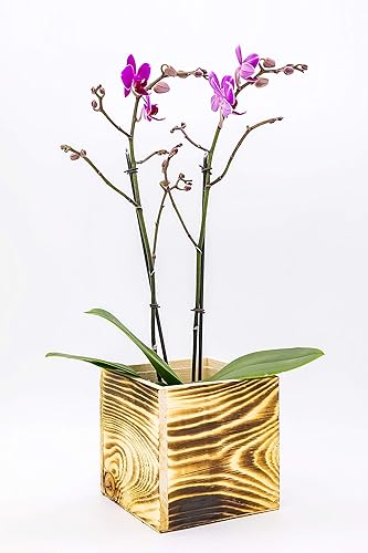 Miniatura 6 de Maceta de madera cuadrada de 4 pulgadas, color madera quemada, forro de plástico, exhibición de centro de mesa de jardín, soporte de flores de boda,