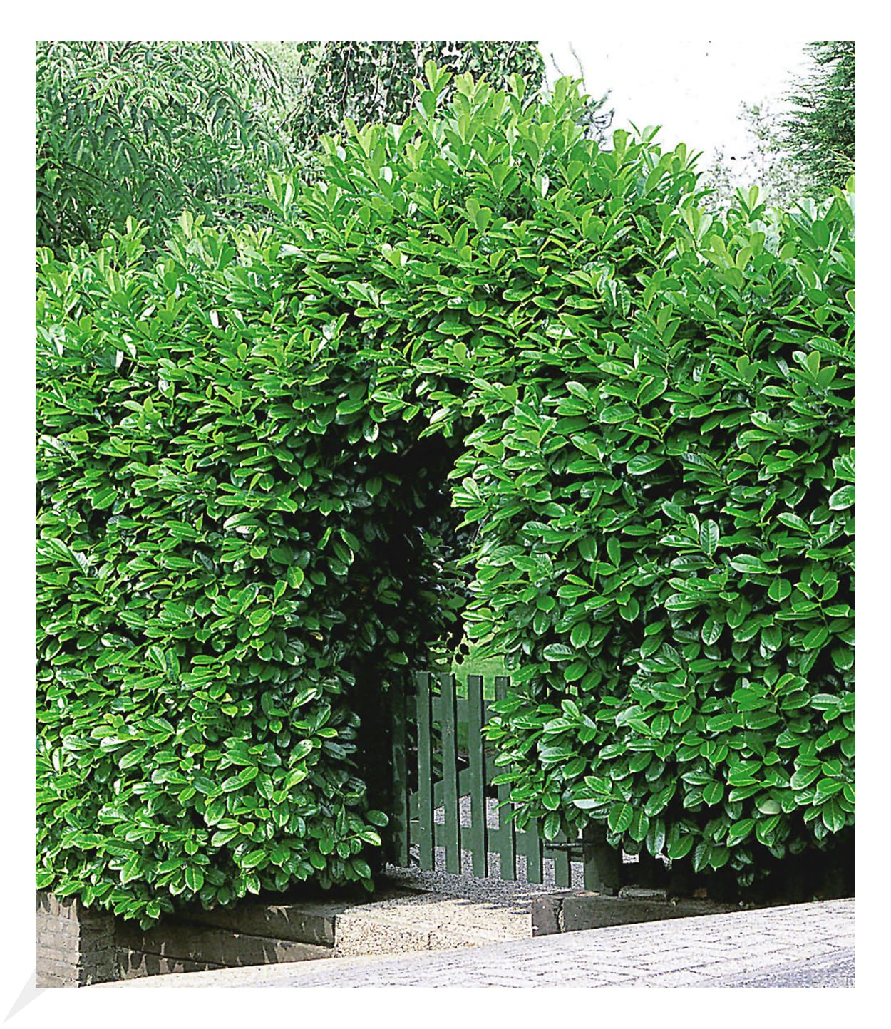 BALDUR Garten 10er Kirschlorbeer Hecke, Pflanzen im 9x9 cm-Topf, Prunus  laurocerasus, winterhart und immergrn, blickdichter Sichtschutz,  mehrjhrig, schnell wachsend, glnzendes Laub : Amazon.de: Garten