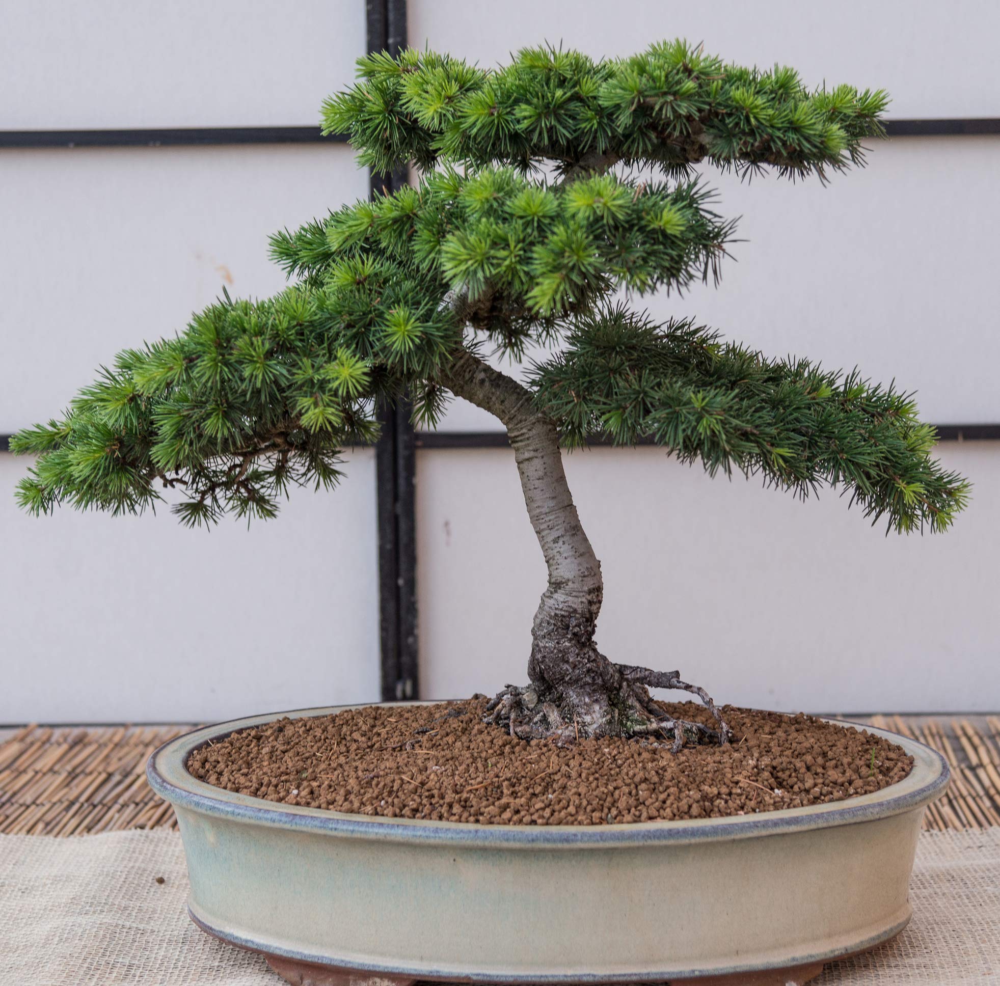 Seedeo Libanon Zeder (Cedrus libani) Bonsai 20 Samen : Amazon.de: Garten