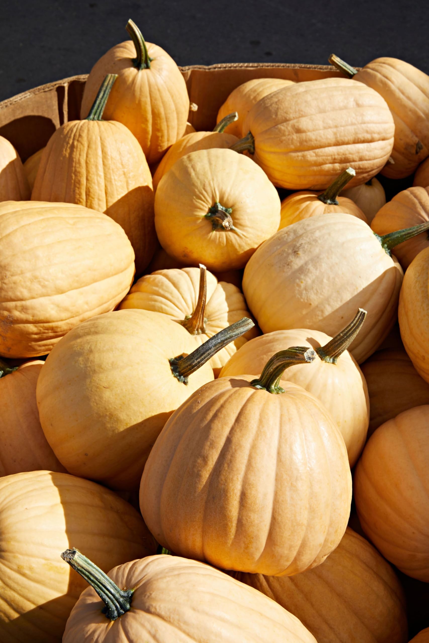 Amazon.com : TomorrowSeeds - Dickinson Pumpkin (Kentucky Field