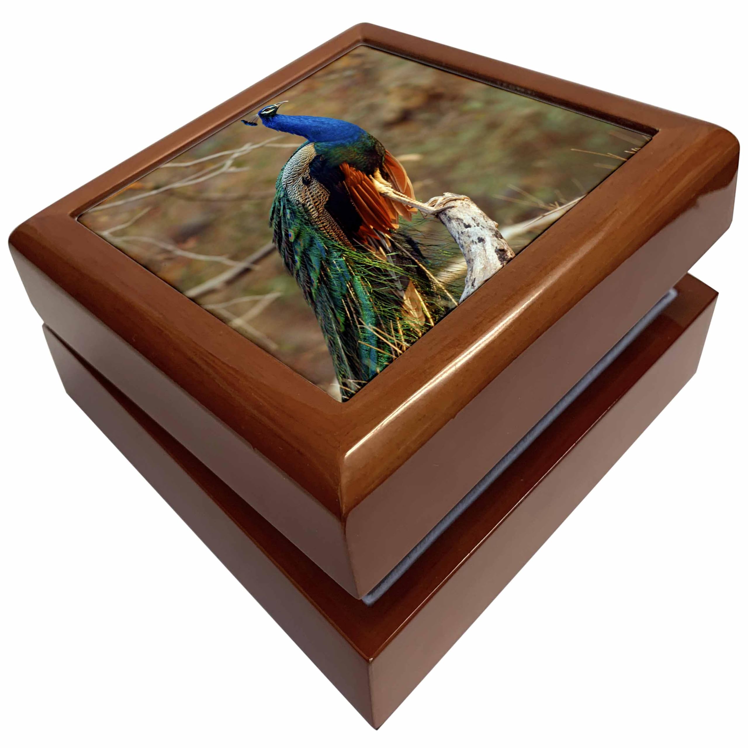3dRoseIndian Peacock, Ranthambhor National Park, India-AS10 JRA0365 - Jagdeep Rajput, Jewelry Box jb-70478-1