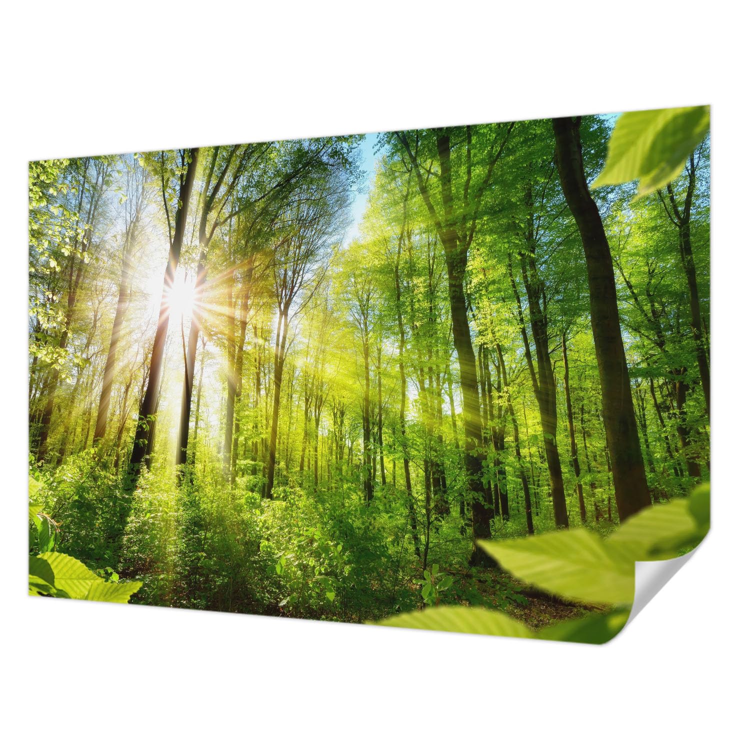 Papier peint photo autocollant décoration murale salon chambre forêt Tulup