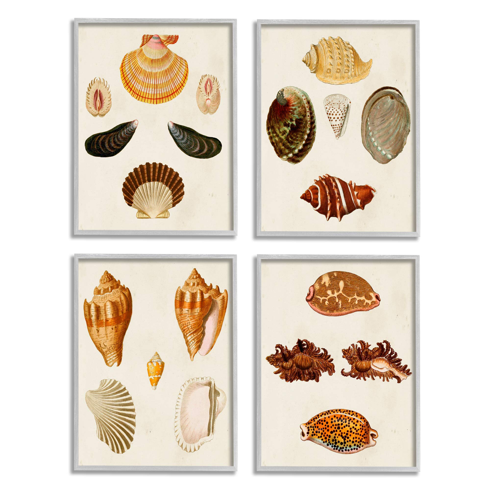 Stupell Industries Vintage Seashell Study Intricate Shell Patterns, Design by G.W. Knorr Grey Framed Wall Art, 4pc, Each 16 x 20, Beige