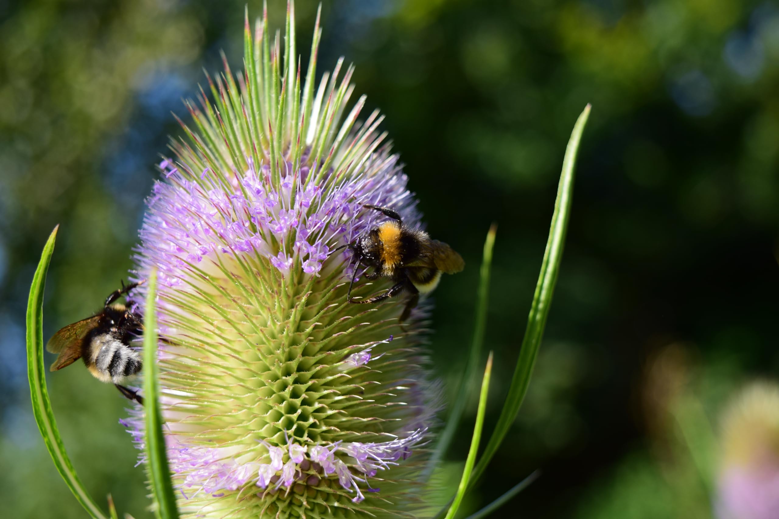 Wilde Karde (Dipsacus fullonum) Samen. Heilpflanze, z.B bei Borreliose. (10000 Samen = 29,0g)
