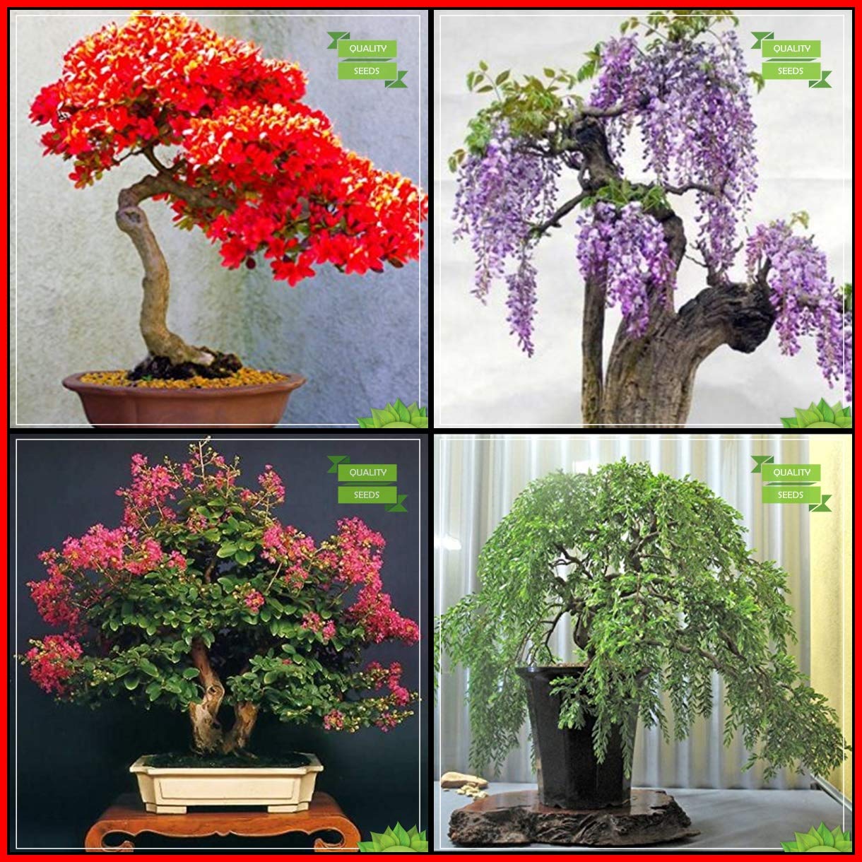 Creative Farmer Plant Gardening Combo Bonsai Suitable : Jacaranda Mimosafolia, Gulmohar, Pride Of India, Peltophorum Bonsai SuitableKitchen Garden Pack (B07HTKF992) Amazon Price History, Amazon Price Tracker