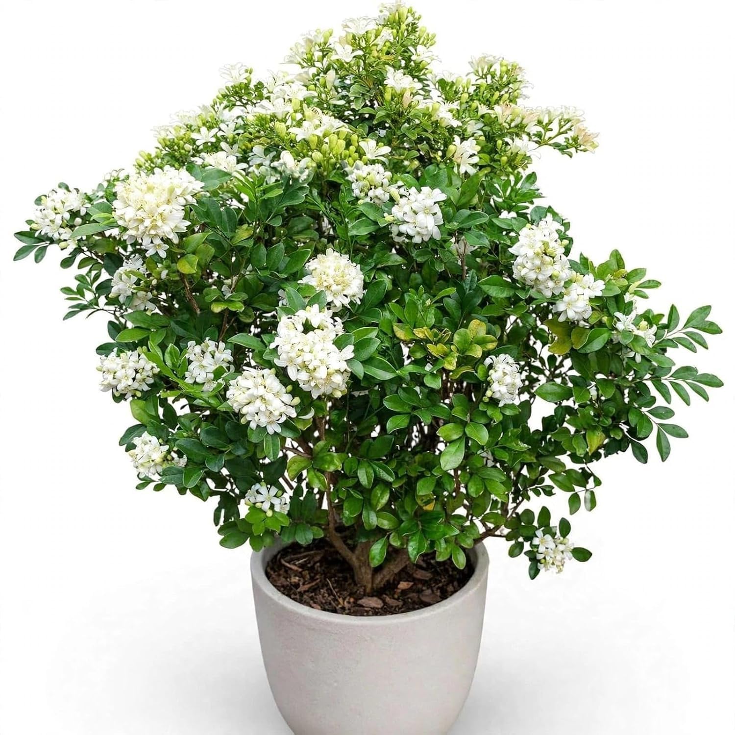 Madhu Kamini Plant | Live Murraya Paniculata Orange Jasmine
