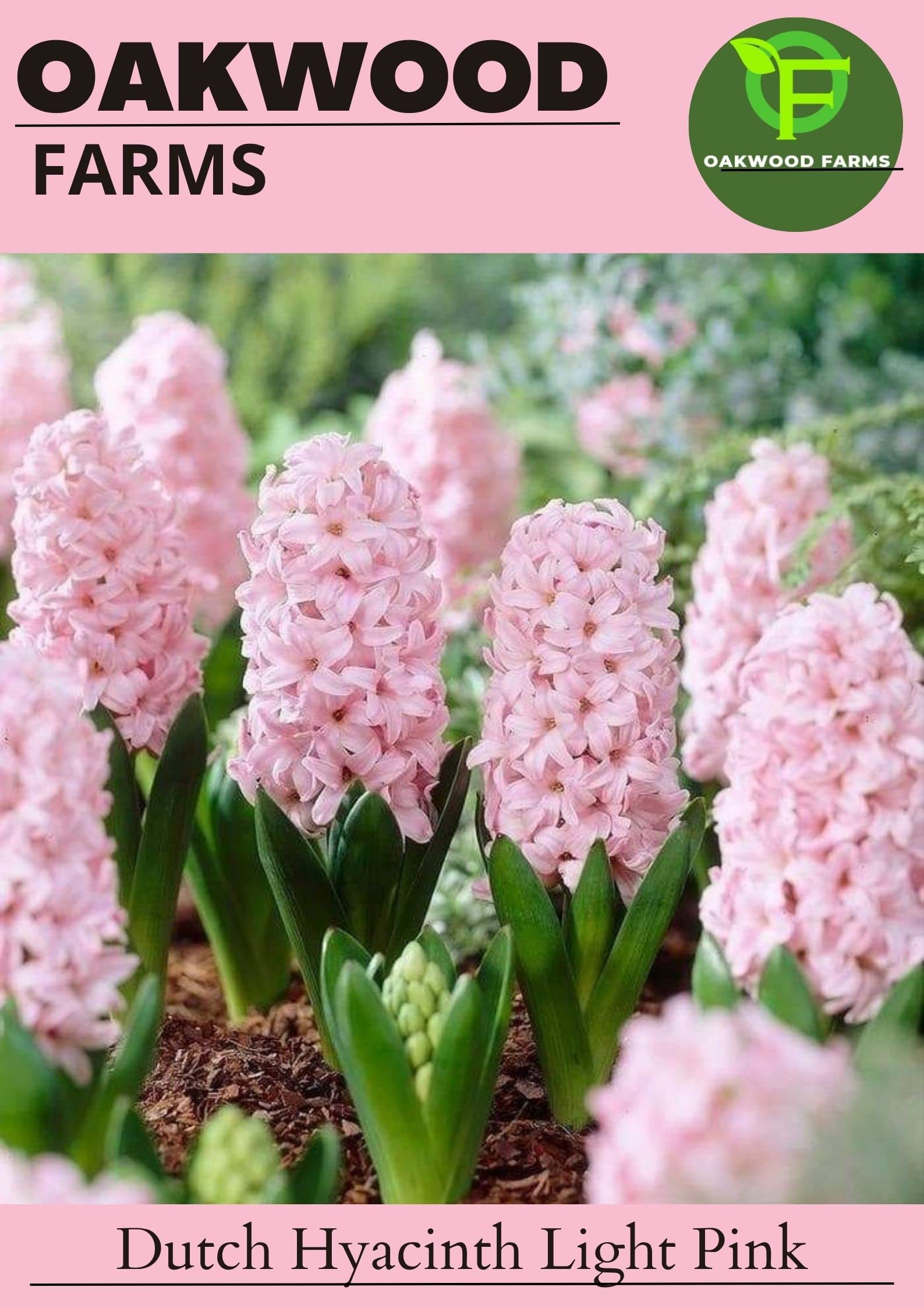 Oakwood Farms® Imported Dutch Hyacinth Light Pink Color Flower Bulbs (Pack Of 2 Bulbs) (B0C4LRTV41) Amazon Price History, Amazon Price Tracker