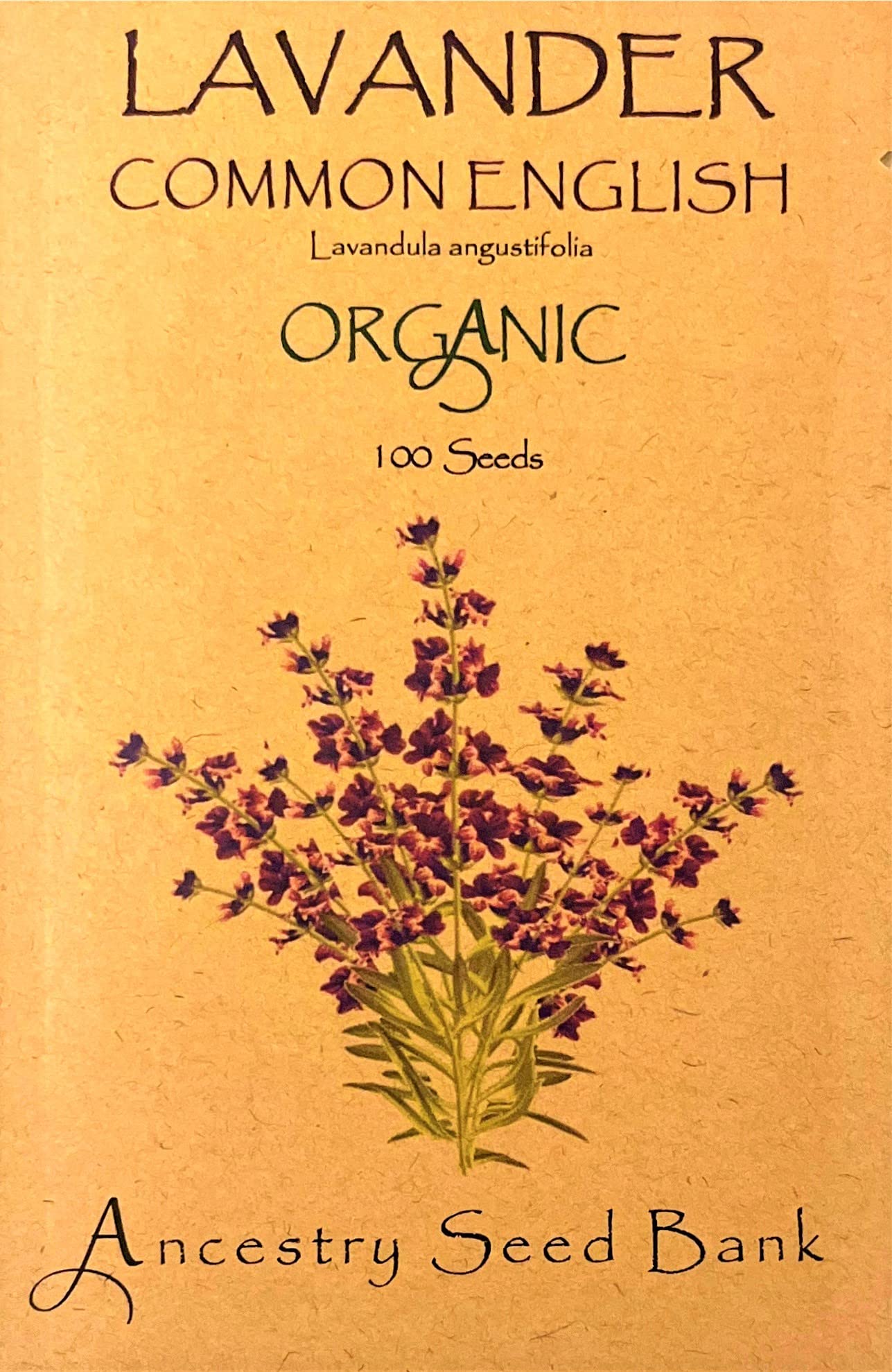 Organic Lavender ❁ Common English ❁ 100 Seeds Heirloom Flowers - Non GMO