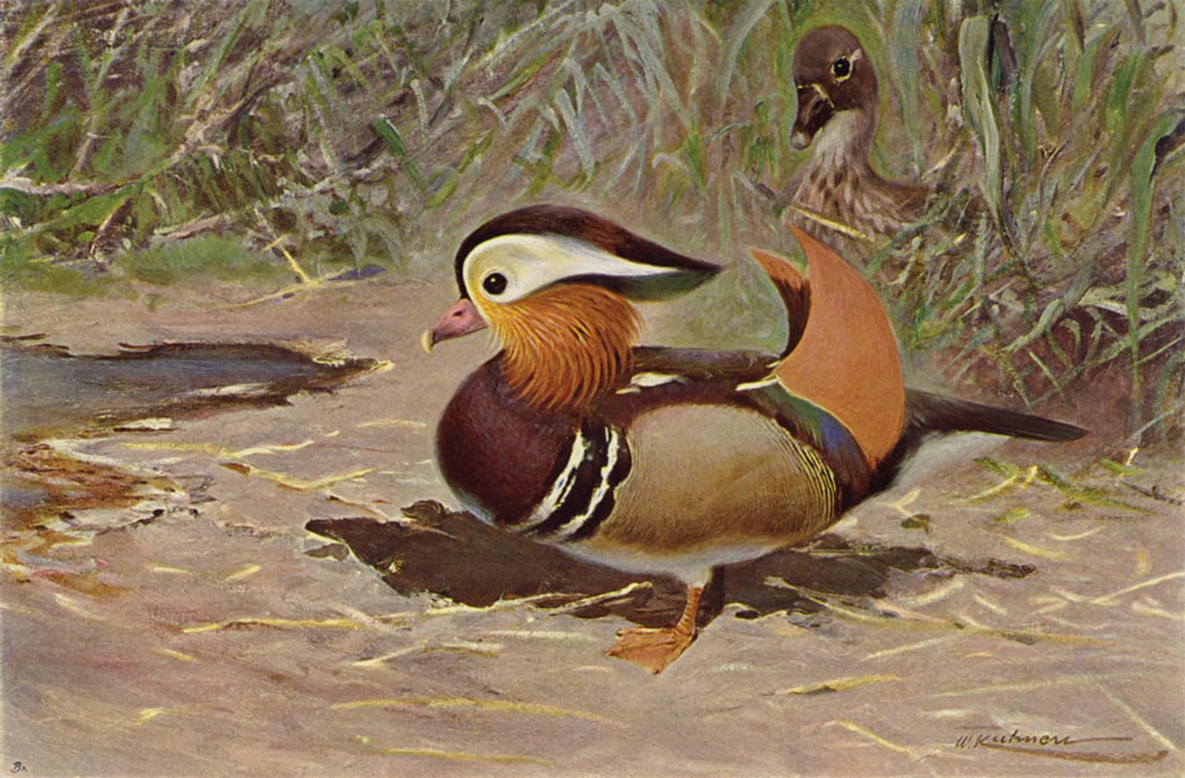 ARTXLXXBN Famous Art Print Poster Vintage Wall Art Mandarin Duck by After Wilhelm Kuhnert Canvas Art Poster for Home Decor 60x90cm
