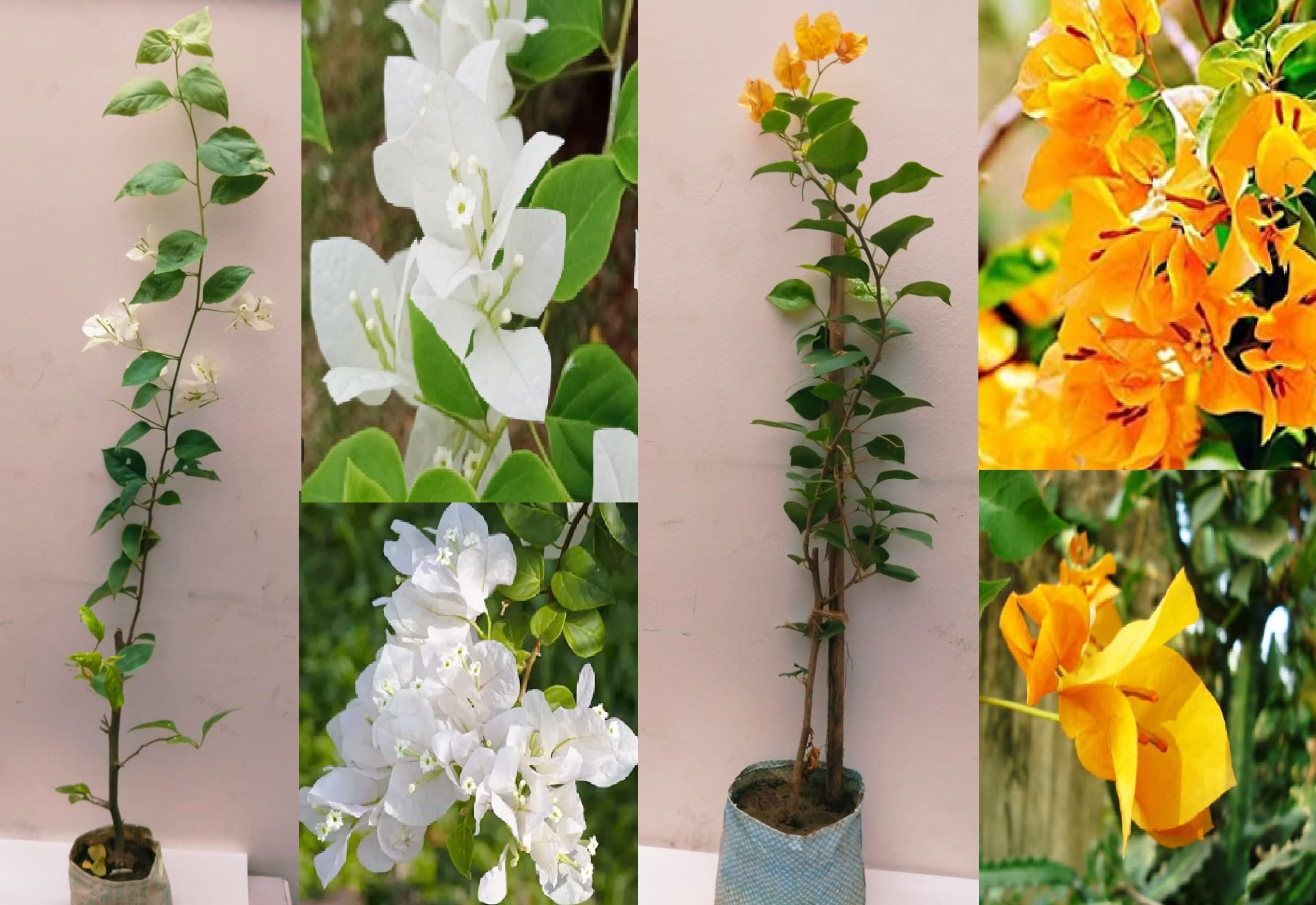 See full amazon price history chart for Green view Combo "white and yellow Color Bougainvilla/kajoj ful" hybrid - 2Healthy Live Super Early Flower Plant 1 Ft Height in Nursery Grow Bag for Home Garden… Green view Combo "white and yellow Color Bougainvilla/kajoj ful" hybrid - 2Healthy Live Super Early Flower Plant 1 Ft Height in Nursery Grow Bag for Home Garden… (B0C4DYY1BP) Amazon Price History, Amazon Price Tracker