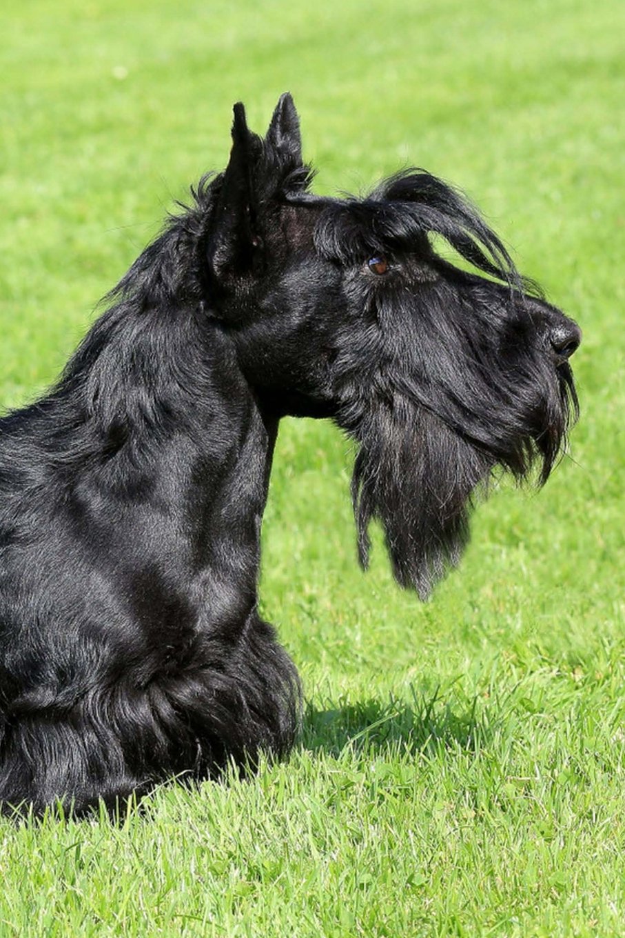 Scottish Terrier: Artified Pets Journal/Notebook/Diary, 160 Lined Pages