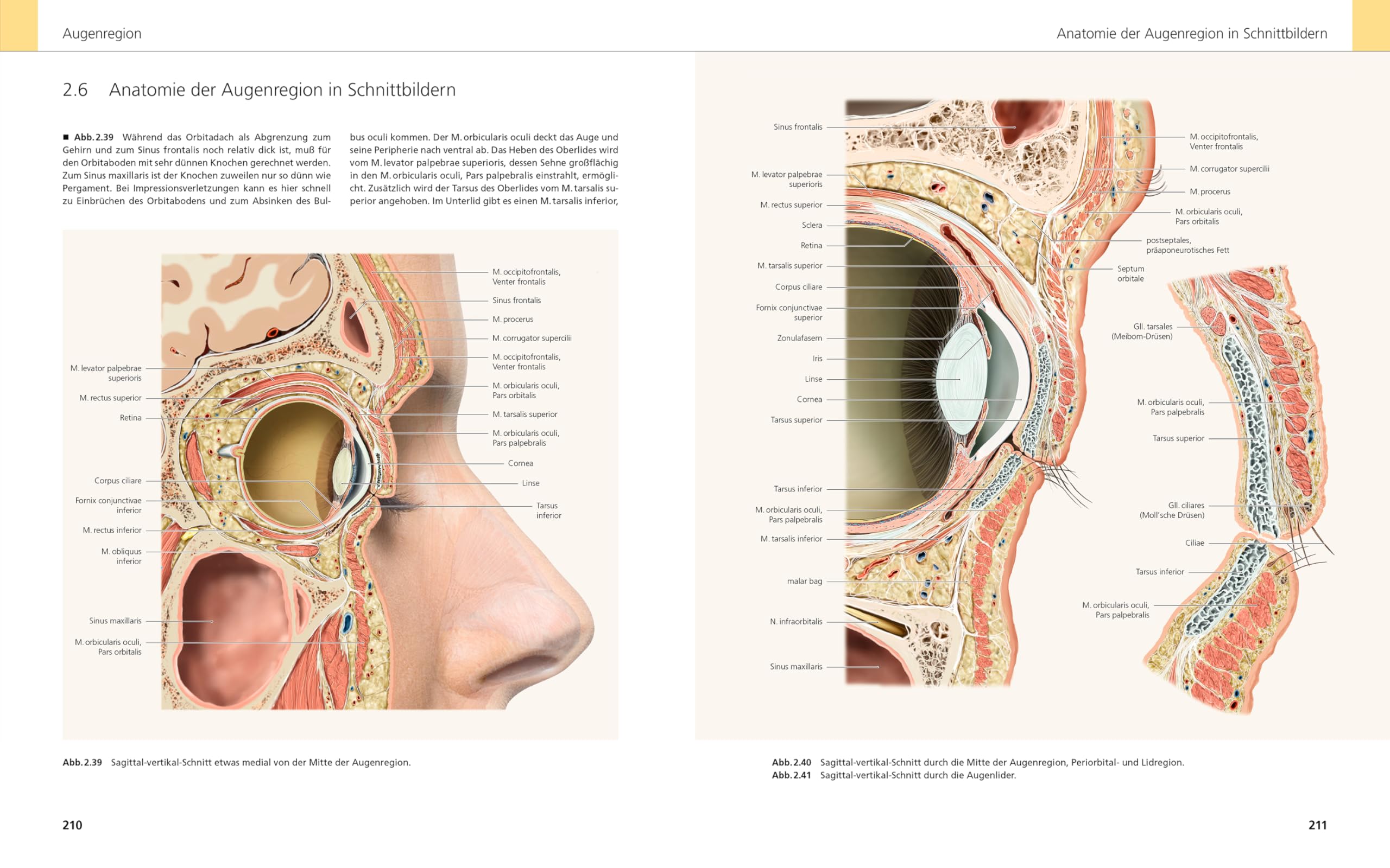 Das Gesicht | Bildatlas klinische Anatomie
