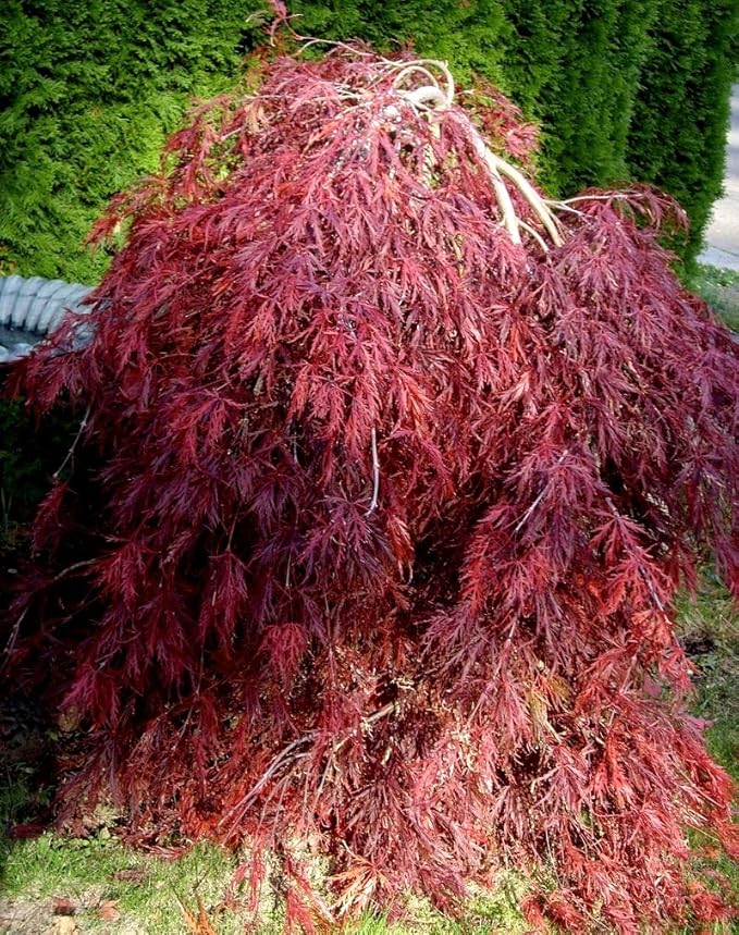Amazon Com Red Dragon Weeping Japanese Maple 3 Year Live Plant Maple Trees Patio Lawn Garden