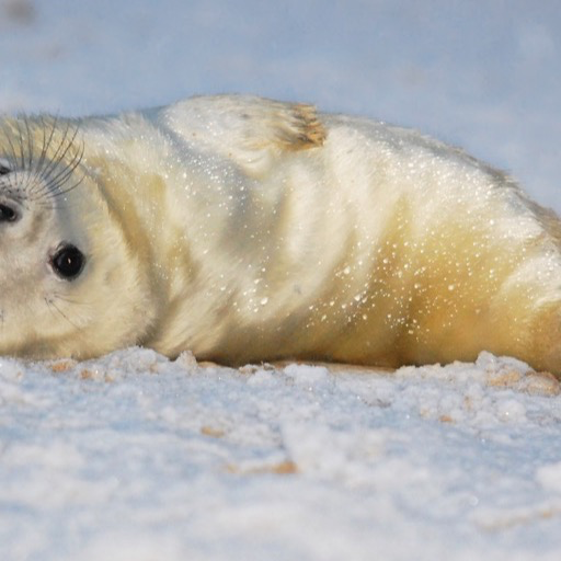 cute seal Wallpaper &ndash; HD Wallpapers of cute seals!:Amazon.com:Appstore