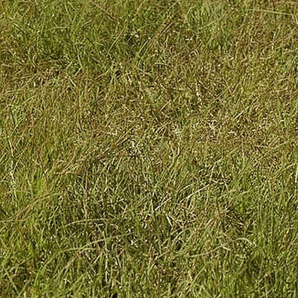 New 1000 Buffalo Grass Native Grass Seeds Everwilde