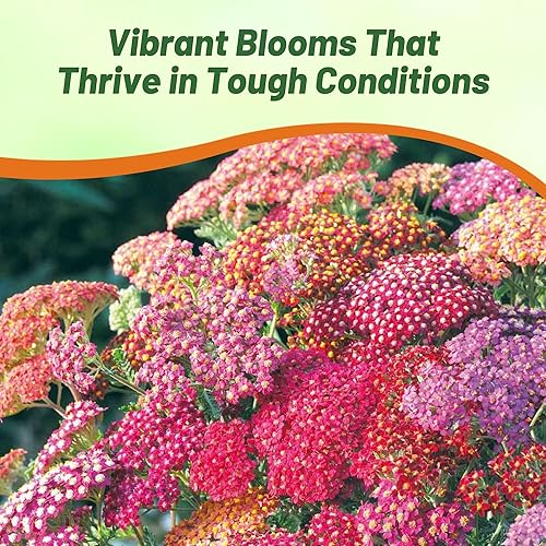 Miniatura 6 de Outsidepride Flores de jardín de bayas de verano de milenrama Achillea para cortar arreglos secos 1000 semillas