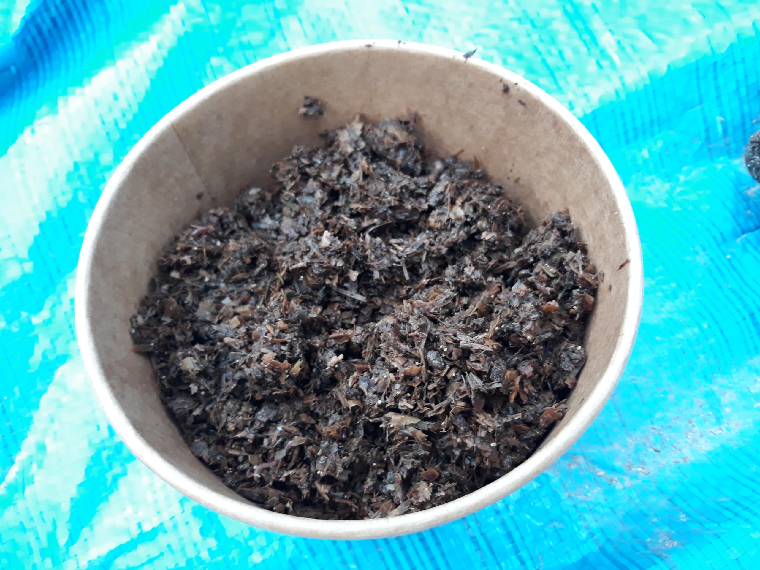 Lombrices rojas californianas para compost, humus o huerto, con guía de uso (100 lombrices)