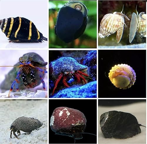 300 equipos surtidos de inversióncaracol --- Acuario de agua salada viva