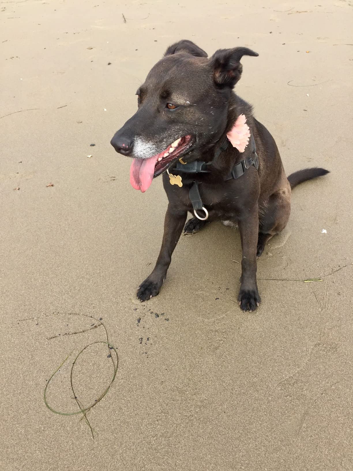 Beef Bone Broth by Zoup! KetoFriendly, Gluten Free, Fat