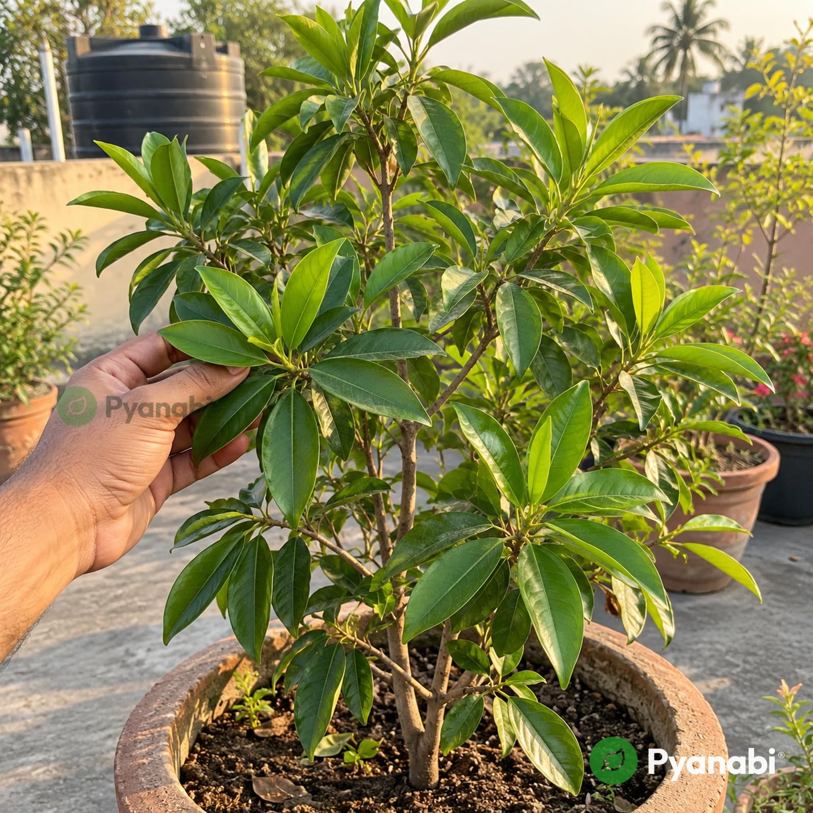 Chakra Phool Plant - Star Anise Spice Tree -4 Chakra Phool Plant - Star Anise Spice Tree -4