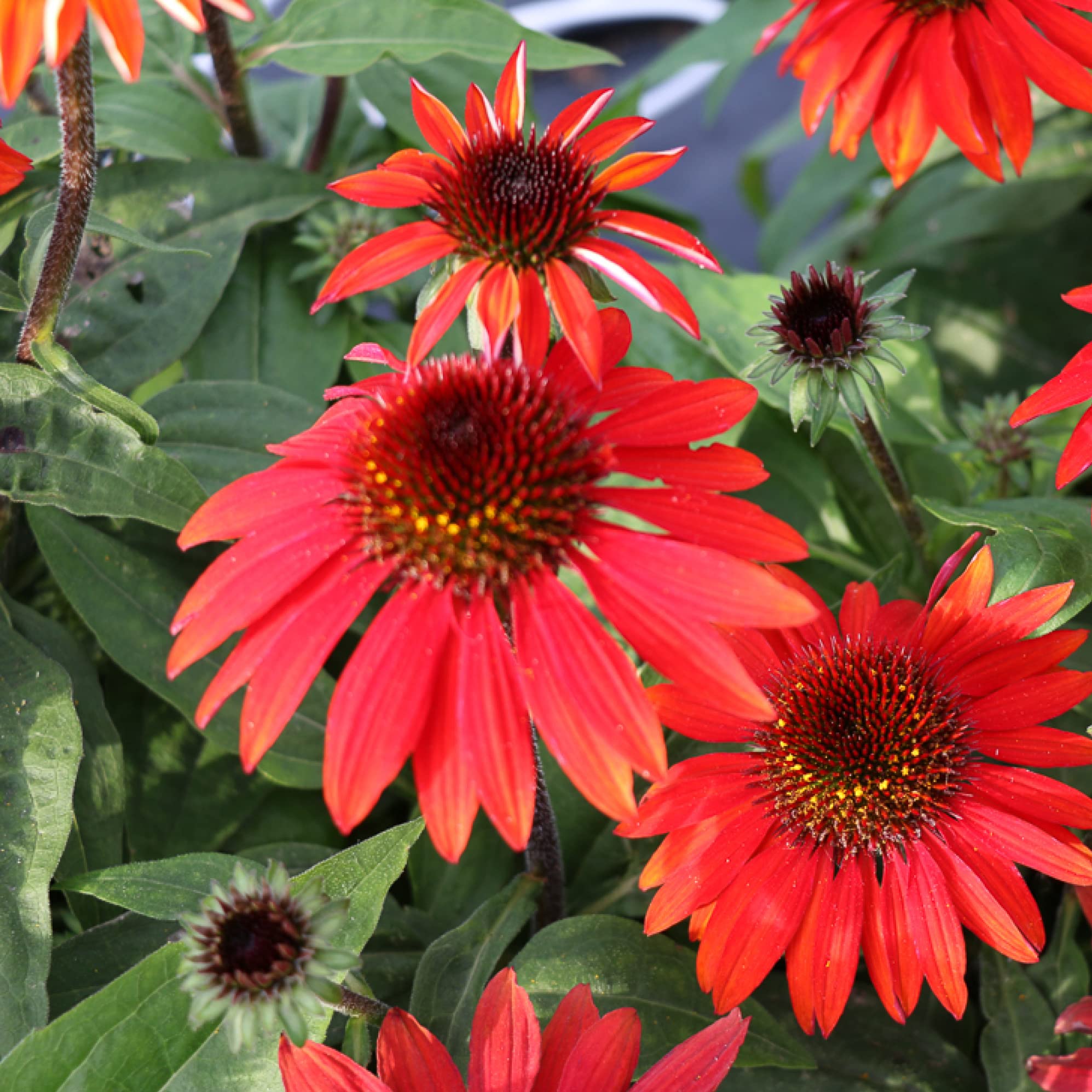 HostaKing Red Echinacea