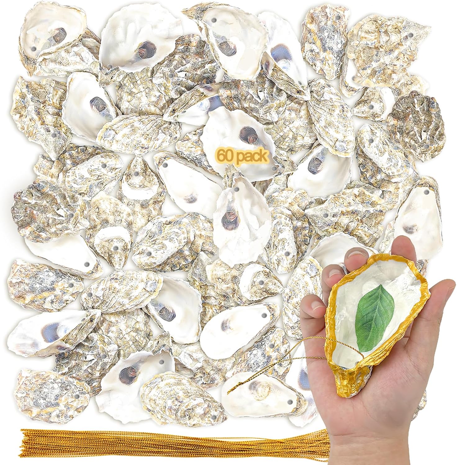 60 Pcs Pre-Drilled Oyster Shells Bulk with Gold String for Home Decor, Ornaments, DIY Arts and Crafts 3-4 Inch Cups Shells
