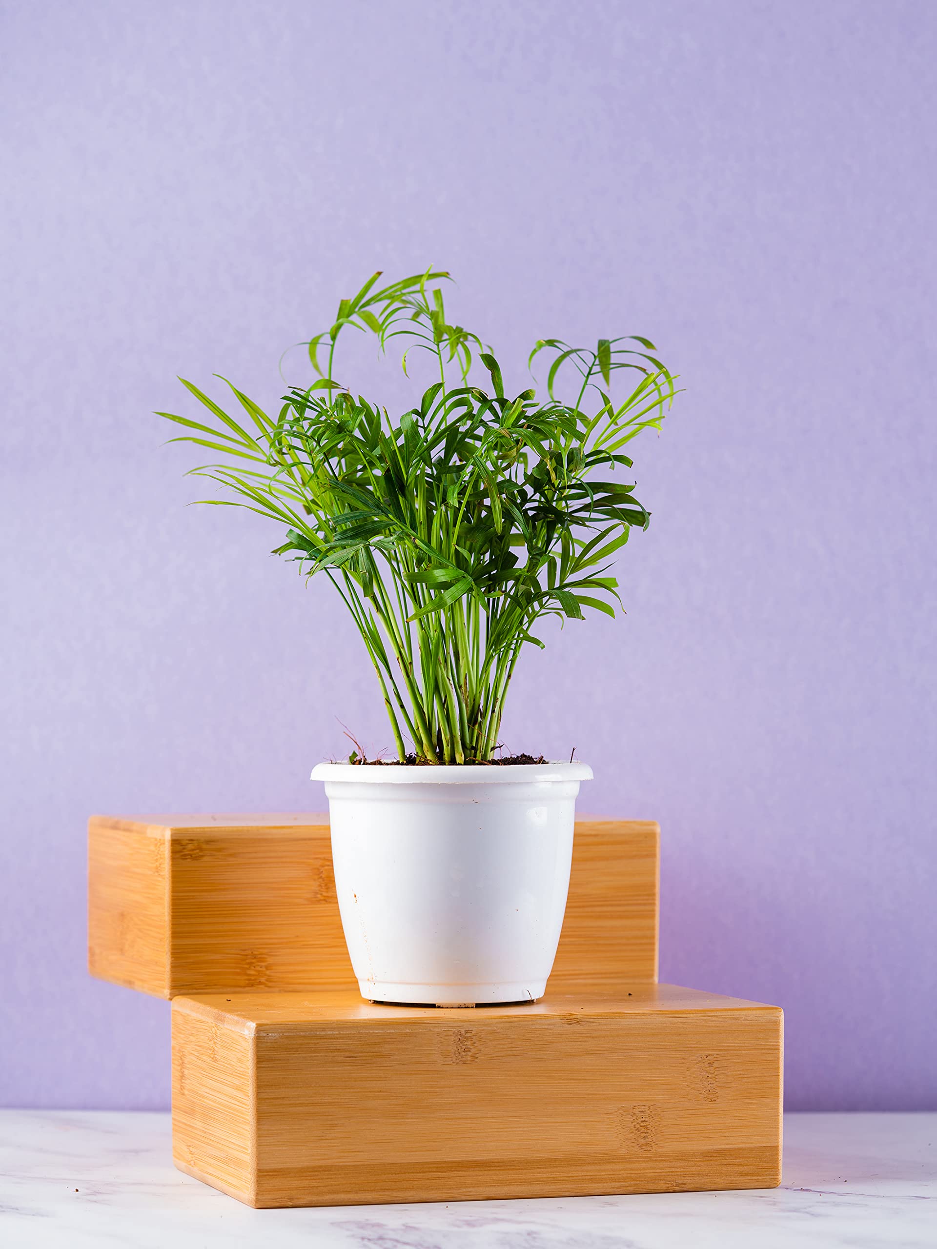 Nurturing Green® Air Purifying Live Bamboo Palm Plant for Home & Indoors | Parlor Palm Plant in 4.5 Inch Wide White Plastic Pot (Wooden Blocks Not included) (B08TTWV8X6) Amazon Price History, Amazon Price Tracker