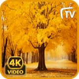 イエローノイズスクリーンセーバー - イエローノイズ＆睡眠補助