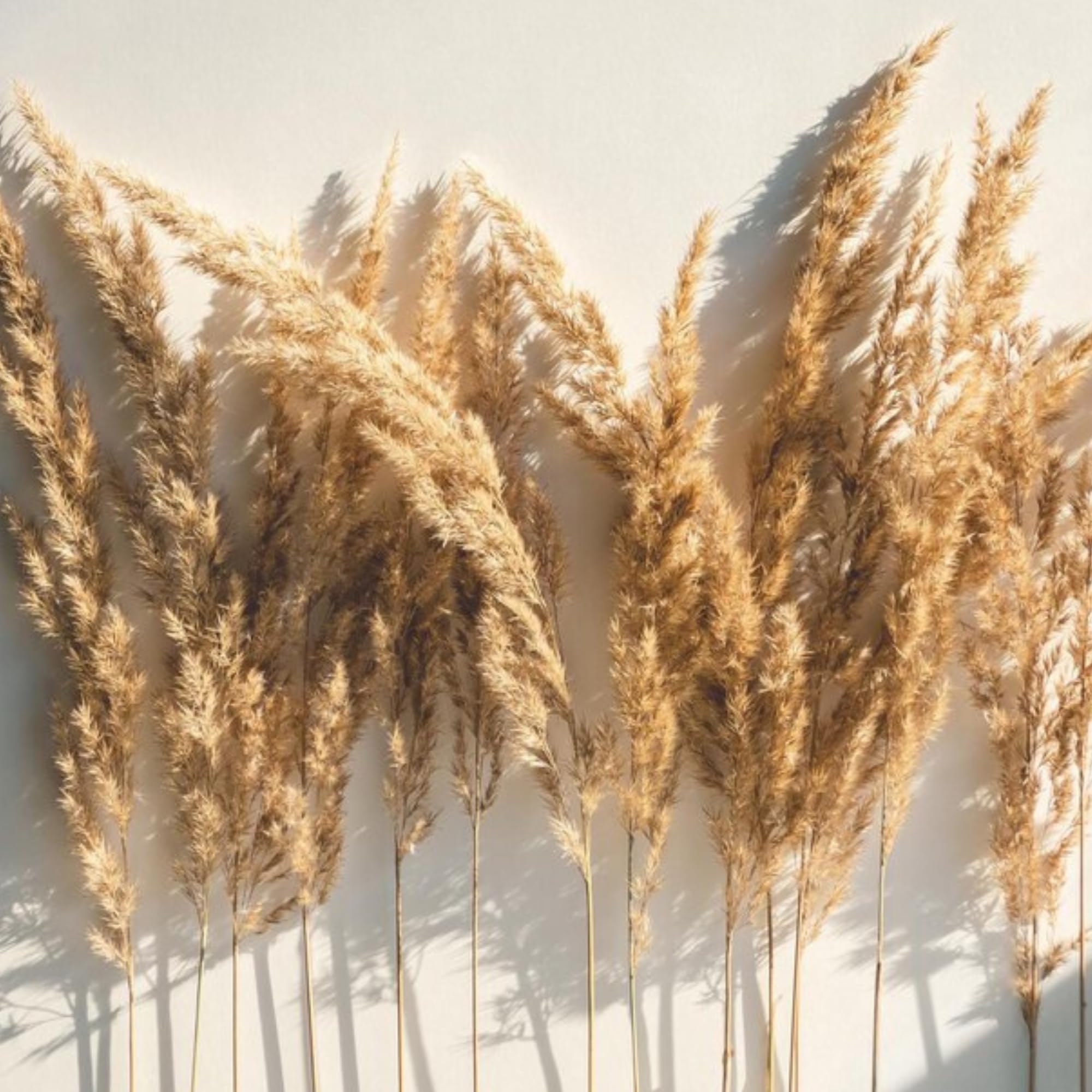 Lot de 4 Grand Pampas Séchées Décoration, 100cm d'herbe de la Pampa XXL Bouquet de Fleurs Séchées, Décoration Boho pour Mariage Salon Chambre à Coucher
