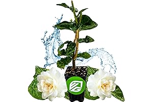 Grand Duke of Tuscany (Arabian Jasmine) Jasminum sambac by Wellspring Gardens